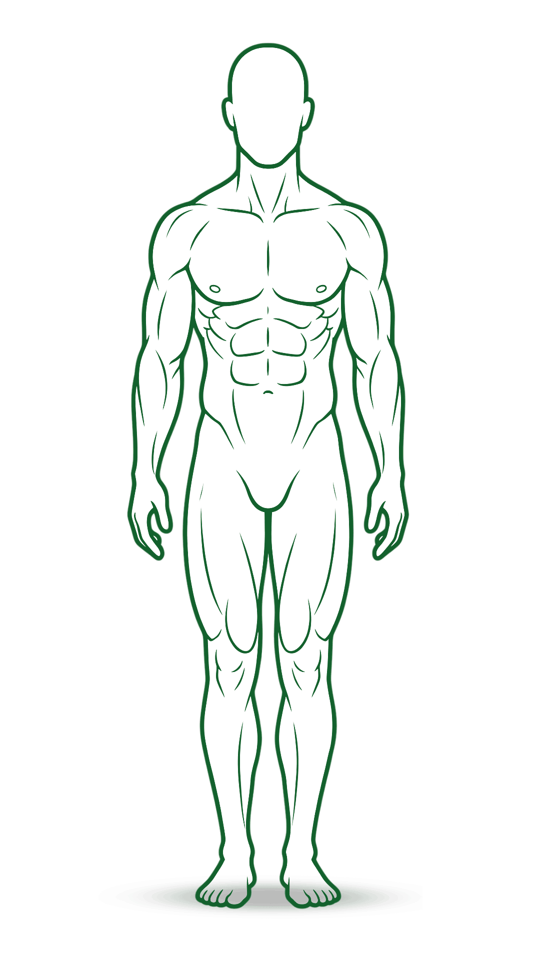 Function 2: Metabolic Efficiency Support